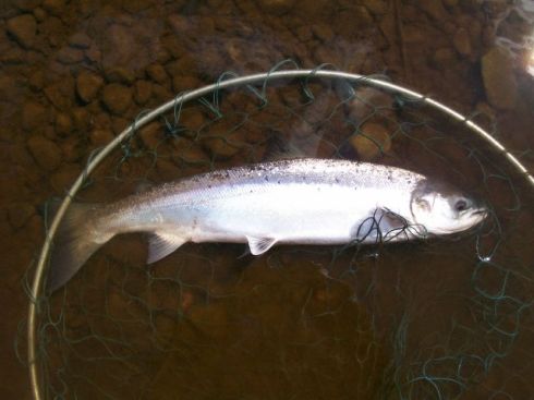 Another fresh Moy grilse yesterday, from East Mayo Anglers Association. 